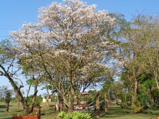 Pousada Fazenda Buracao Mococa Exterior foto